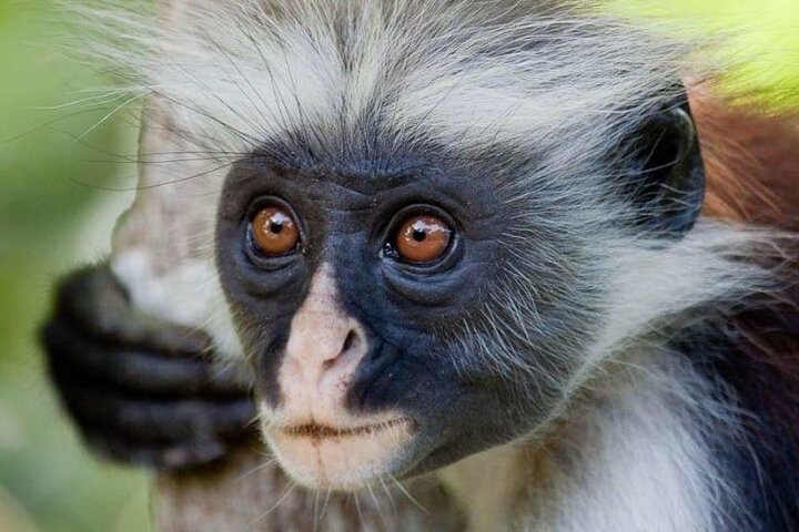 Exclusive Full-Day Zanzibar Adventure: Jozani Forest, Hidden Gems - Photo 1 of 10