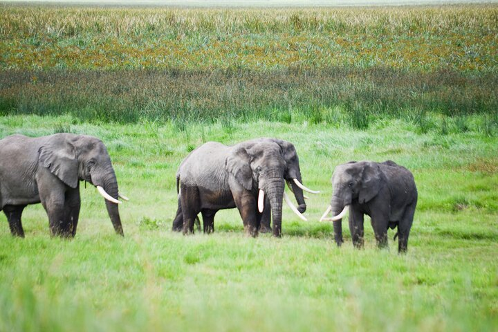 7-Day Serengeti Wildebeest Migration Camping Safari - Photo 1 of 8