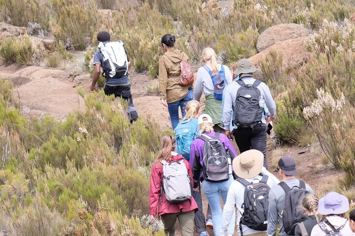 Half Day Mount Kilimanjaro Trekking  - Photo 1 of 8