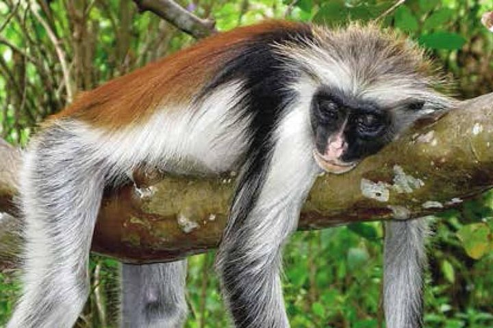 Half-Day Walking Tour in Jozani Jungle - Photo 1 of 7