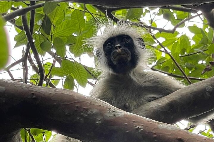 Zanzibar: Jozani Forest and Prison island Guided Tour - Photo 1 of 6