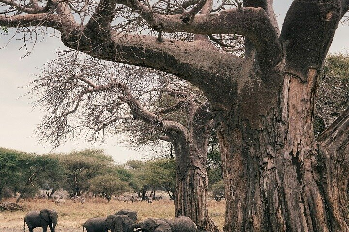  How to Spend 2 Days in Tanzania on a Budget Safaris