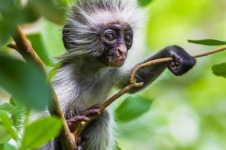 Jozani Forest Tour; Stone Town Tour; The Island Pongwe Restaurant; Baraka Natural Aquarium; Kendwa Sunset Beach