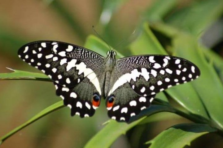 Jozani forest tour + Spice Tour - Photo 1 of 25