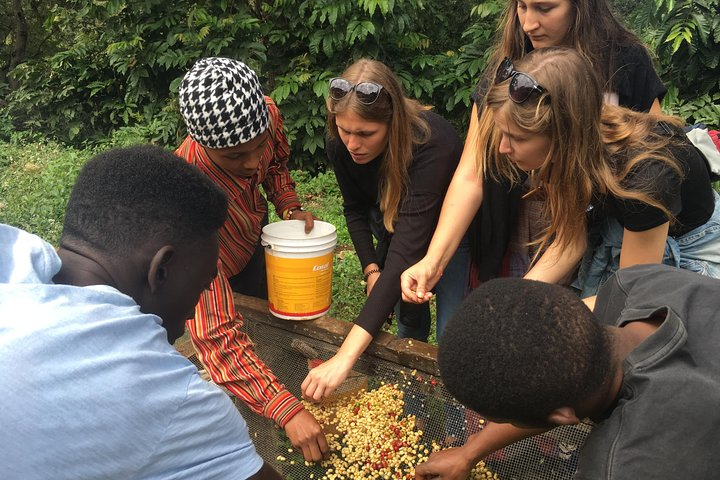 Coffee tour and Buffet Lunch with Kingstone Asilia (Arusha) - Photo 1 of 6