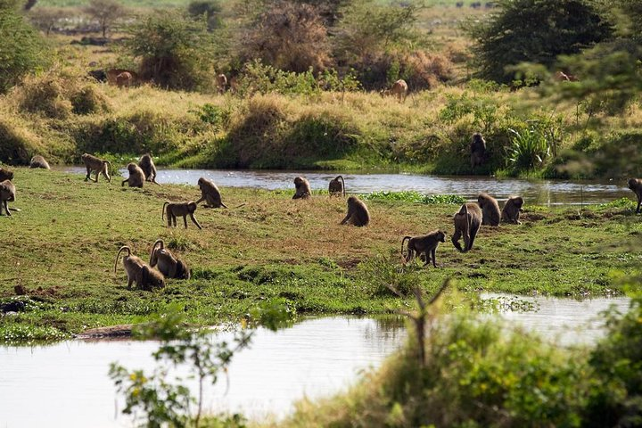Lake Manyara Day Tour - Photo 1 of 5