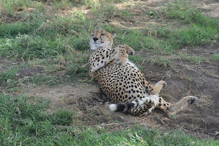 Limited time to Mikumi National Park - Day trip - Photo 1 of 11