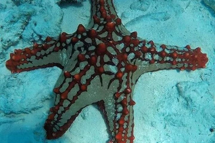 Luxury Starfish Adventure+ Blue Lagoon +Snorkeling + The rock restaurant  - Photo 1 of 4