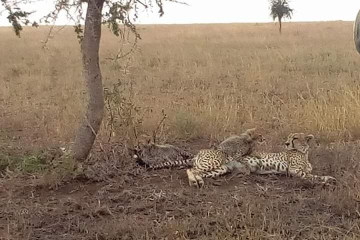 Manyara, ngorongoro, olduvai, Serengeti - Photo 1 of 9