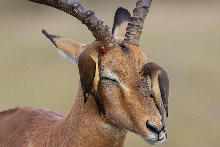 Mikumi National Park