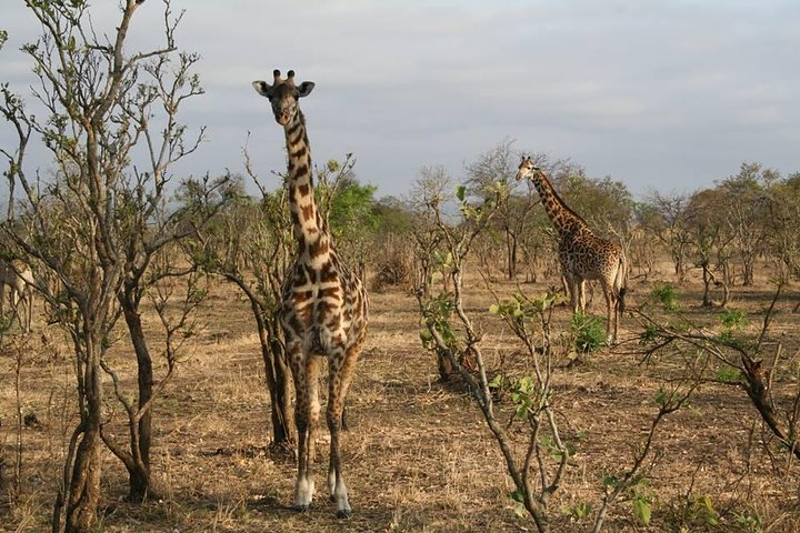 Masai Giraffe 