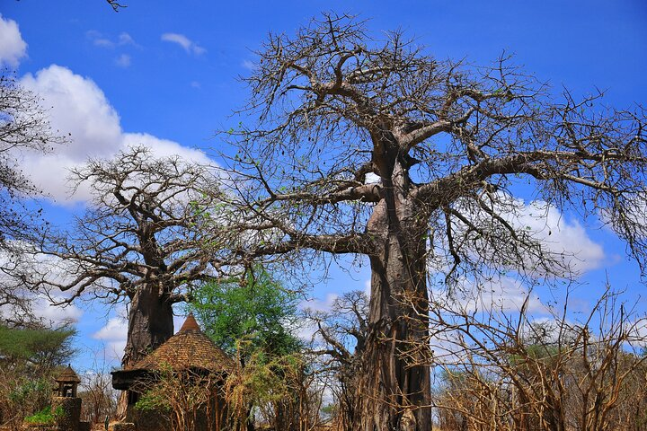 Baobab Tree