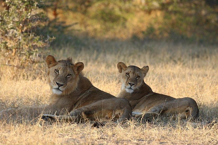 Mikumi Np Mid Range Tour 3 Days - Photo 1 of 6