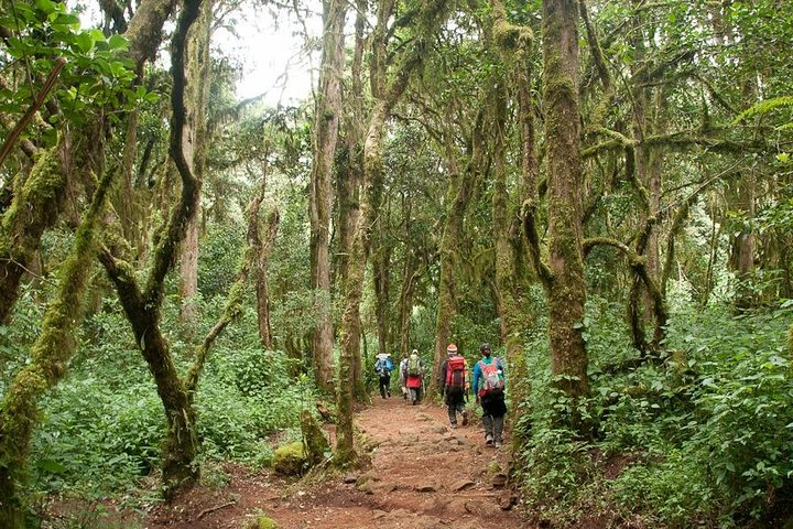 Mount Kilimanjaro Day Tour - Marangu Route - Photo 1 of 5