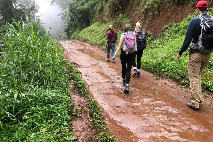 Mount Kilimanjaro day trip trekking  - Photo 1 of 9