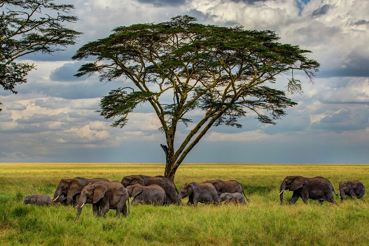 Multi-Day Camping Safari Experience in Arusha - Photo 1 of 14