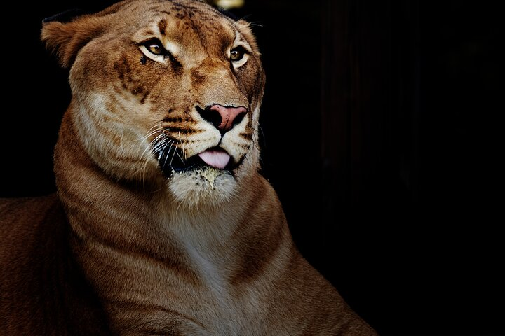 Multi Day Safari Tour in Arusha Tanzania - Photo 1 of 6