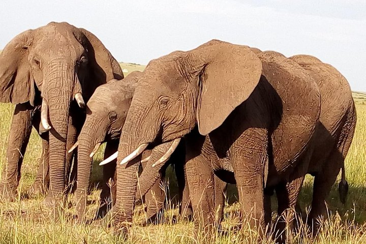 Ngoro Ngoro crater full day tour from Arusha - Photo 1 of 7