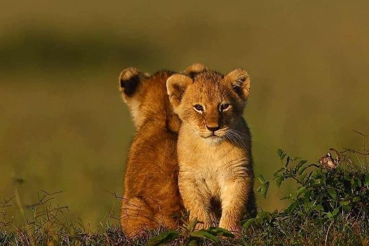 baby Lion are Cute