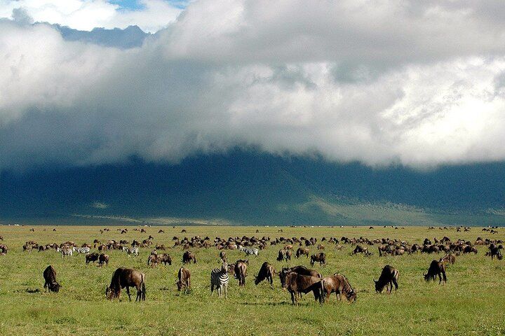 Day trip to Ngorongoro Crater and Maasai Village visit  - Photo 1 of 13