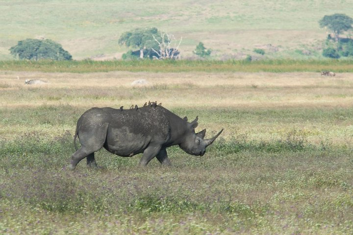Ngorongoro Crater Day Tour from Moshi