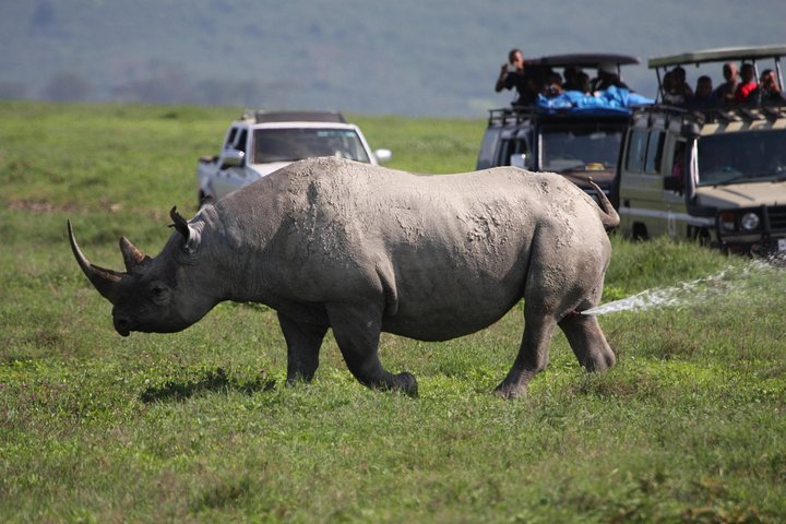 Ngorongoro Crater Day Trip Joining Safari From Arusha - Photo 1 of 5