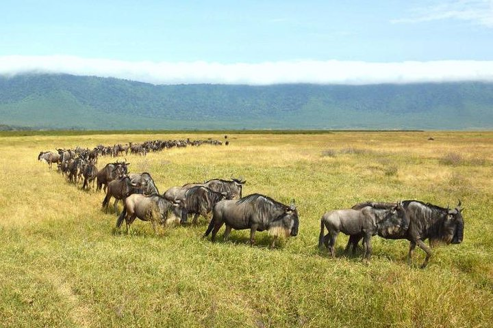 Ngorongoro Crater Day Trip - Photo 1 of 6