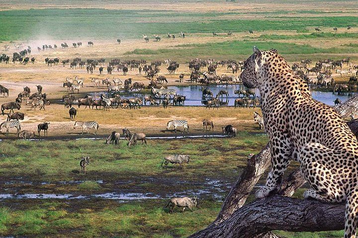 Ngorongoro Crater Day Trip - Photo 1 of 2