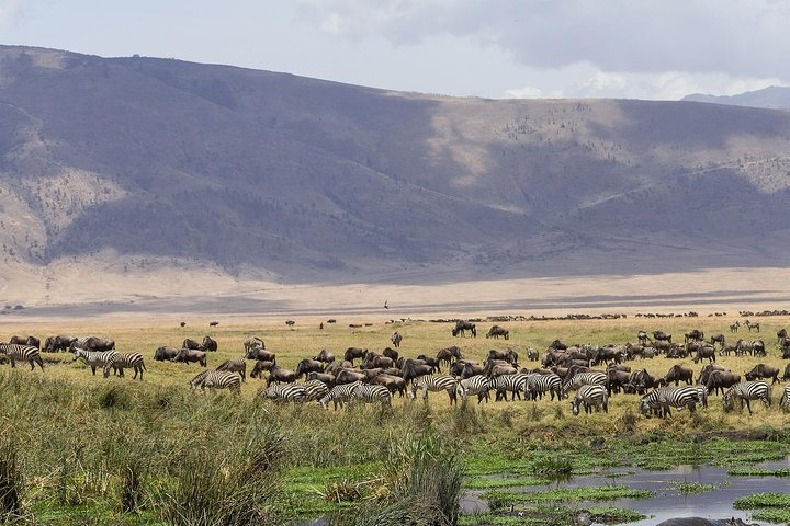 Ngorongoro Crater Day Trip - Photo 1 of 7