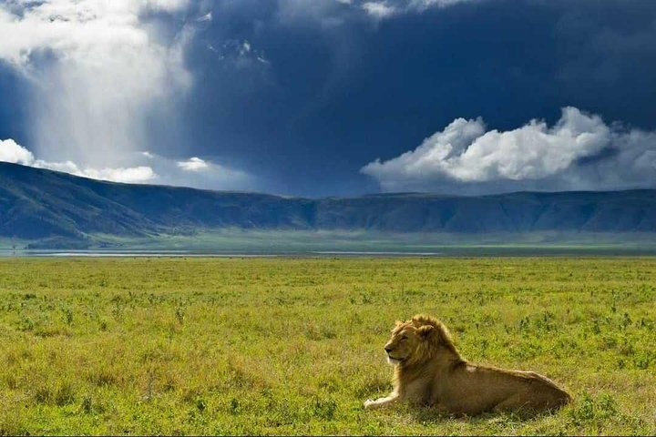  Living in the grasslands, scrub, and open woodlands of sub-Saharan Africa, lions persist in a handful of countries across southeastern Africa