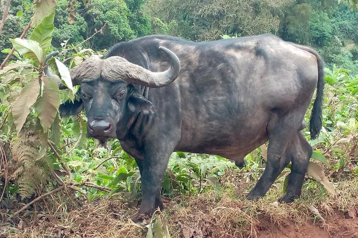 Ngorongoro Day Trip From Arusha / Kilimanjaro - Photo 1 of 23