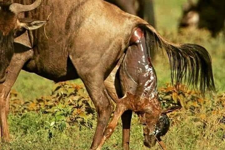 Ngorongoro, Manyara, Tarangire - Photo 1 of 4