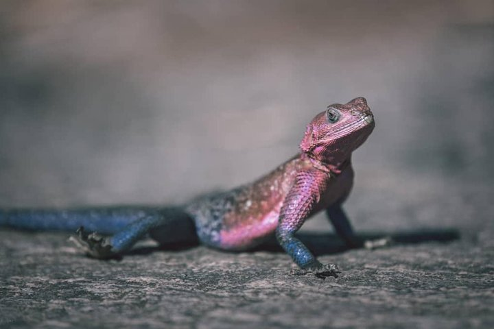 Northern-circuit Adventure - Photo 1 of 6