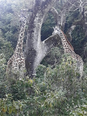 One Day Trip Arusha National Park  - Photo 1 of 23