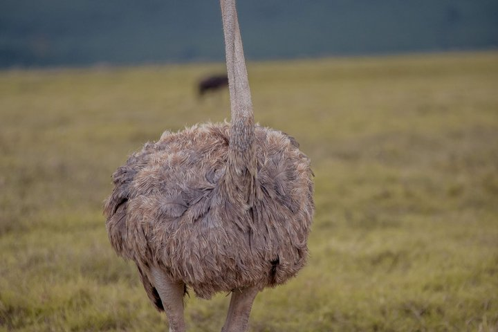 Luxury Private Safari Escape to Ngorongoro Crater –All Inclusive - Photo 1 of 25