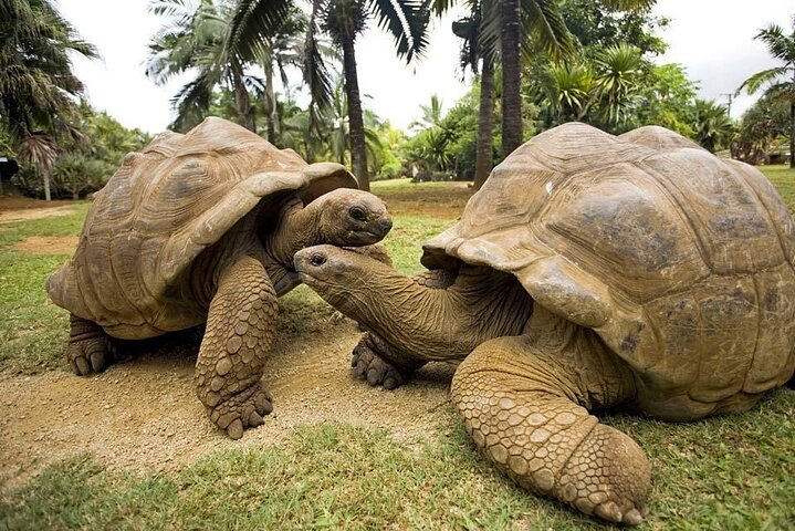 Prison Island Tour; Secret Garden Restaurant; Stone Town Tour; The Rock Restaurant Zanzibar