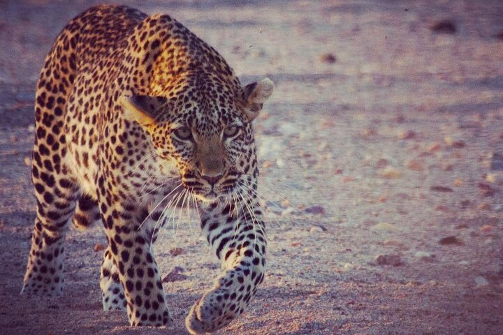 Leopard at Ruaha National Park