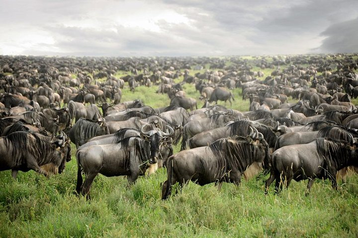 Serengeti Tanzania