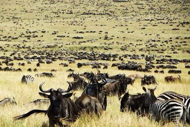 The Best wildebeest migration safari
