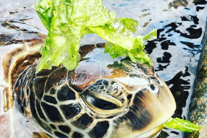 Private Baraka Natural Aquarium Tour; Spice Tour; Prison Island Tour