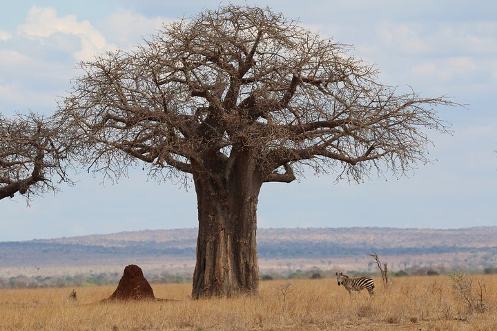 Private Day Trip to Tarangire National Park - Photo 1 of 6