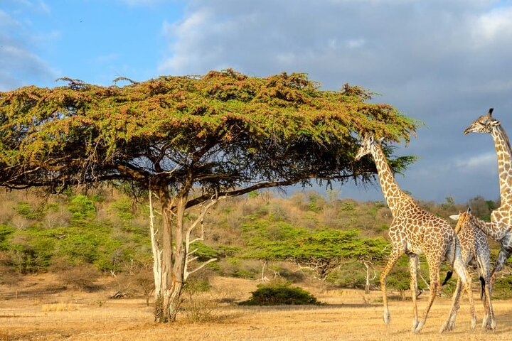 Private Mikumi Adventure - Photo 1 of 8