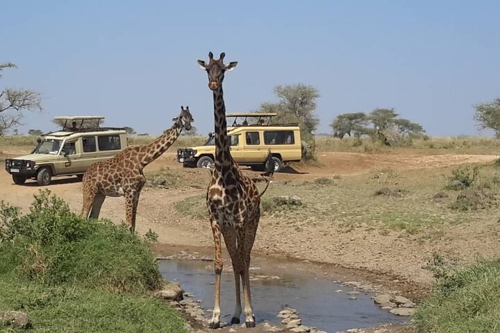 Tarangire National park