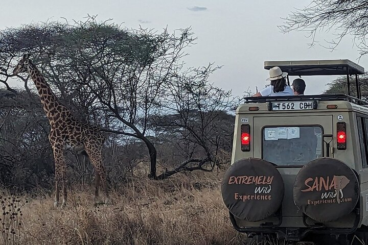 Tanzania Safaris ! Salvaje | 2024 + 2025