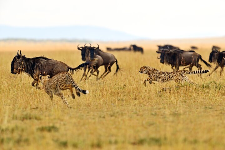 Cheetahs on the hunt