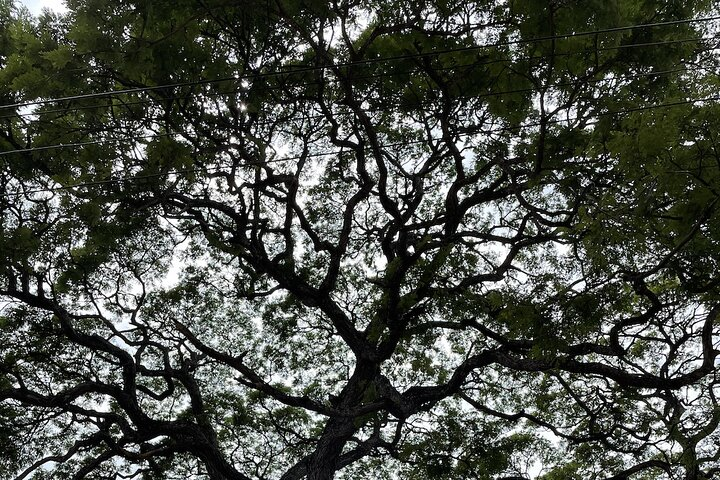 Private Spiritual Journey in Zanzibar - Photo 1 of 10