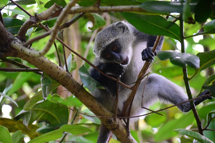 Private Tour in Jozani Forest with pick up  - Photo 1 of 9