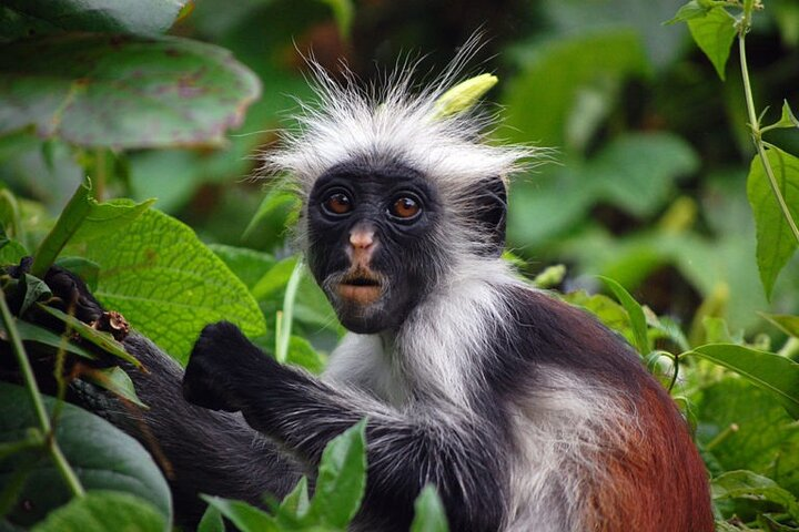 Private Tour to Jozani Forest Reserve Half-Day Guided Tour from Zanzibar - Photo 1 of 14