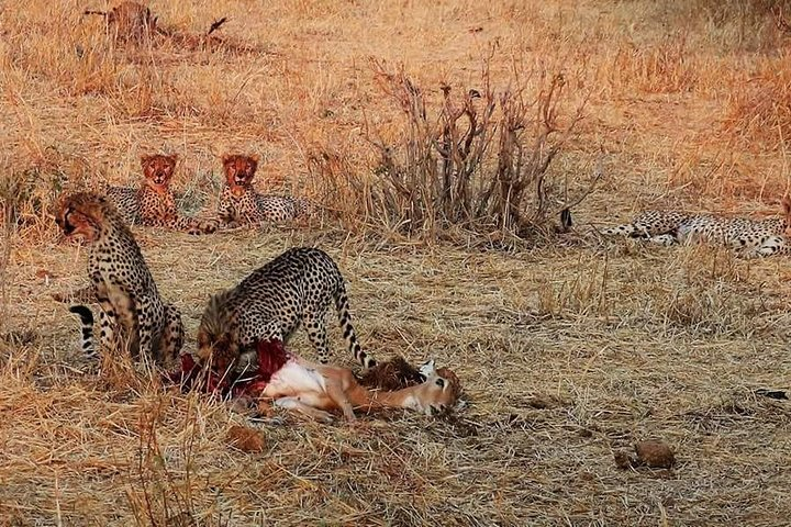 cheetahs family in Ruaha