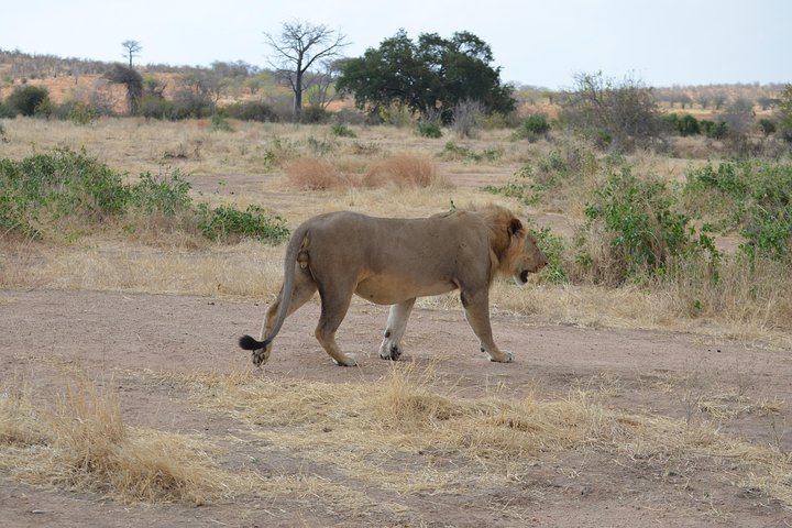 ruaha national park lion